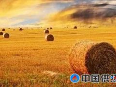 生物质供热潜力不应被忽视